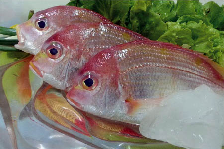 南澳赤鯮鱼